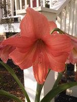 Amaryllis Jumbo Potted Kit - Rilona
